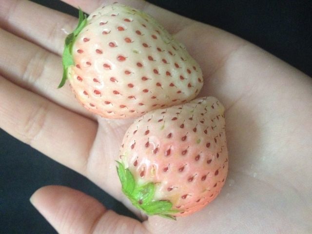 生きるものに魅せられて はてなブログ