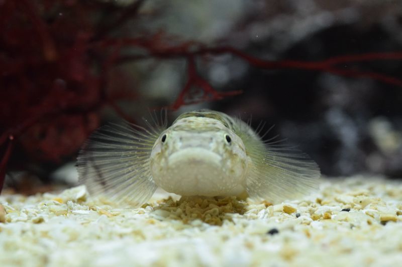 f:id:inarikue:20190112214410j:plain