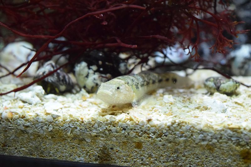 f:id:inarikue:20190112214555j:plain