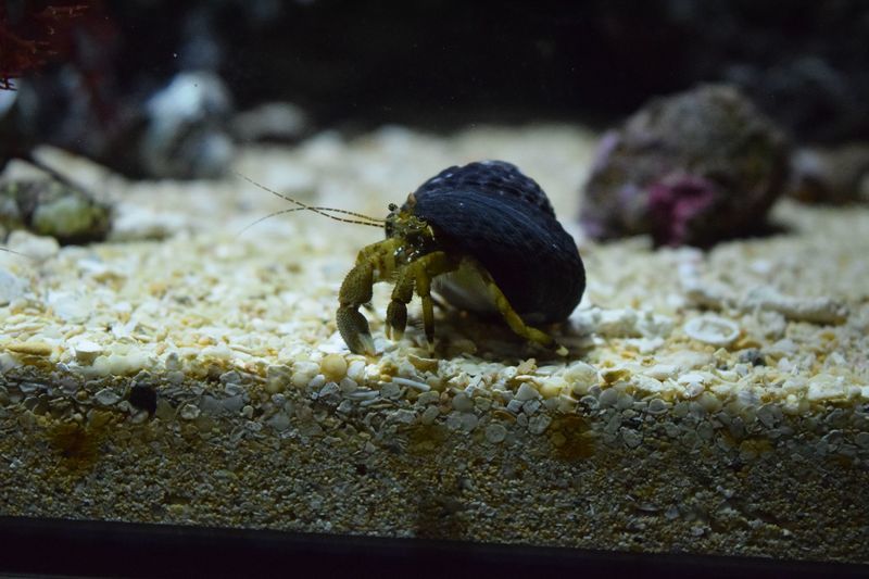 f:id:inarikue:20190112214635j:plain