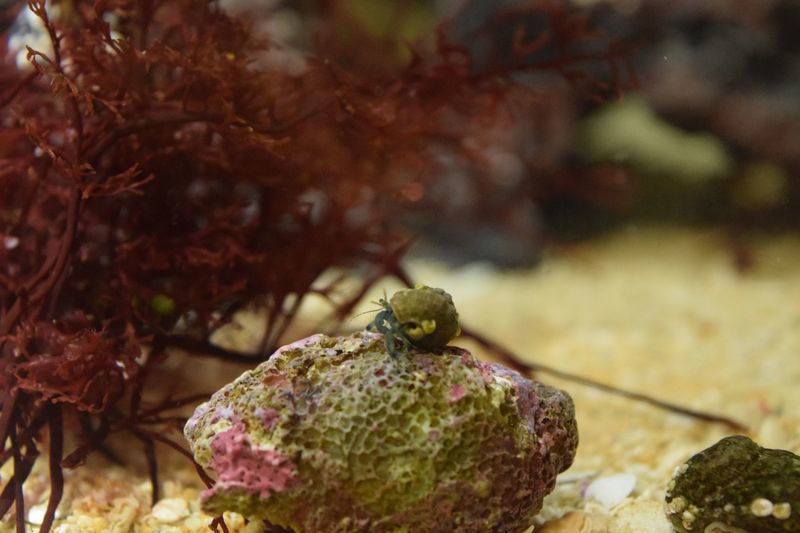 f:id:inarikue:20190112214707j:plain