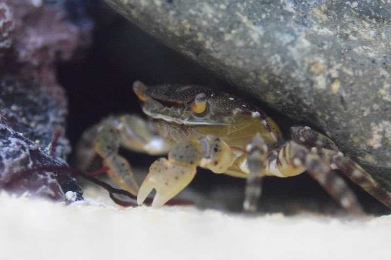 f:id:inarikue:20190112215525j:plain