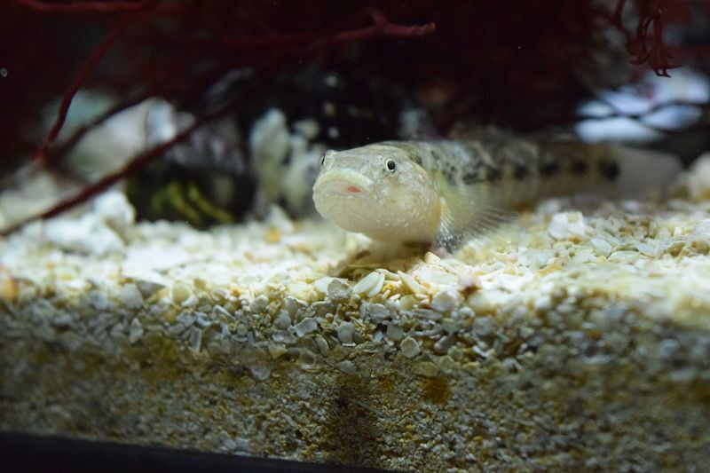 f:id:inarikue:20190112215618j:plain