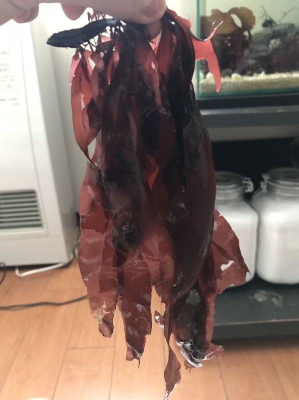 f:id:inarikue:20190112220427j:plain