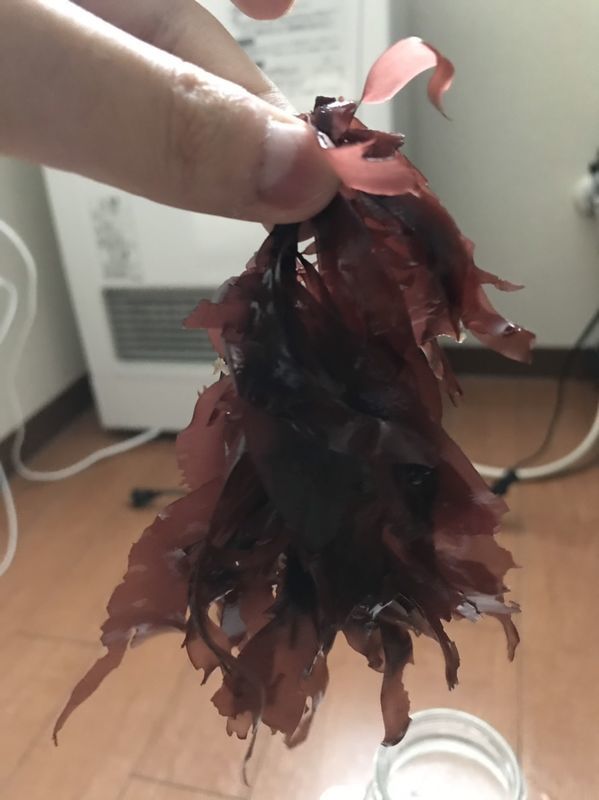 f:id:inarikue:20190112220430j:plain