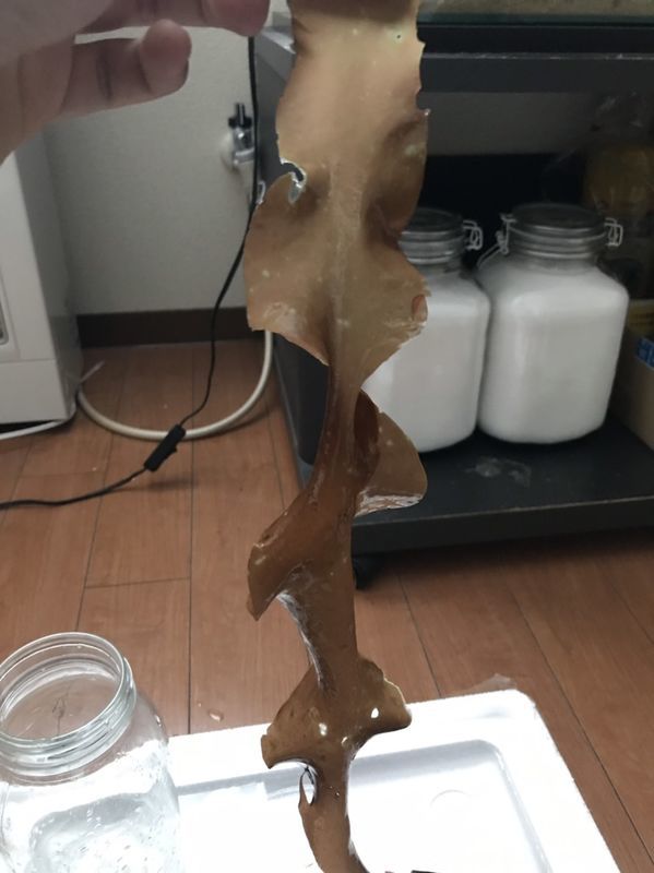 f:id:inarikue:20190112220433j:plain