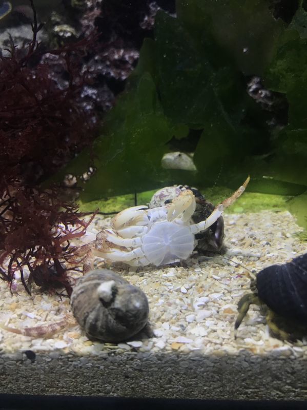 f:id:inarikue:20190112220904j:plain