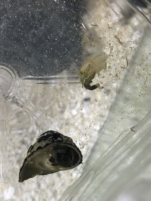 f:id:inarikue:20190112220914j:plain