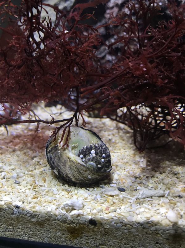 f:id:inarikue:20190112220917j:plain