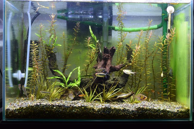 f:id:inarikue:20190202233910j:plain