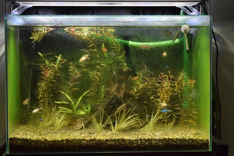 f:id:inarikue:20190202233921j:plain