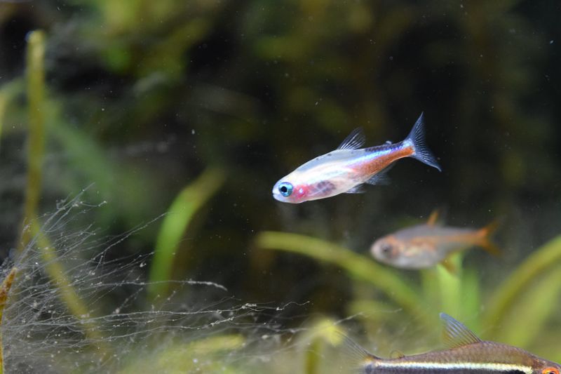 f:id:inarikue:20190202234715j:plain