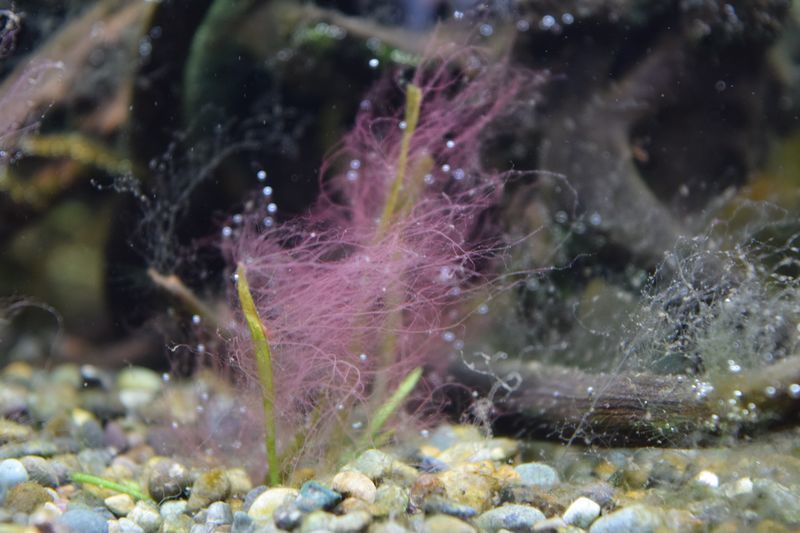 f:id:inarikue:20190203012754j:plain