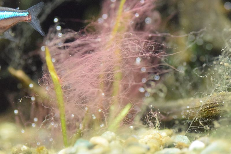 f:id:inarikue:20190203012813j:plain