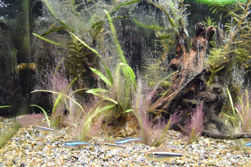 f:id:inarikue:20190203012830j:plain