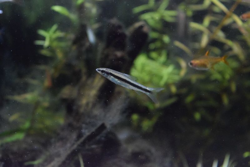 f:id:inarikue:20190203014232j:plain