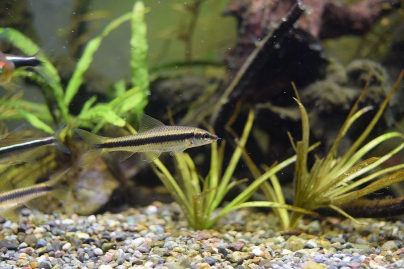 f:id:inarikue:20190203014311j:plain