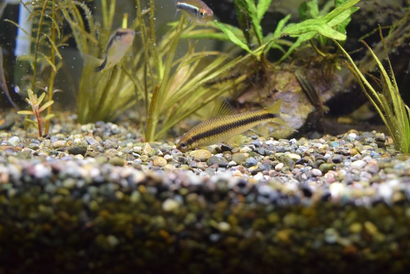 f:id:inarikue:20190203014322j:plain