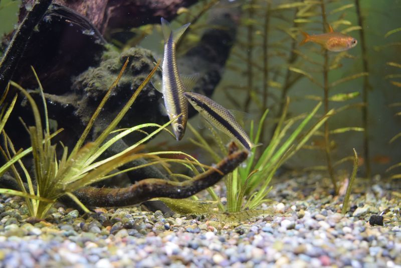 f:id:inarikue:20190203014332j:plain