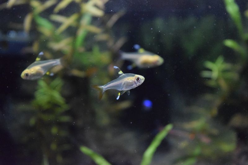 f:id:inarikue:20190203015228j:plain