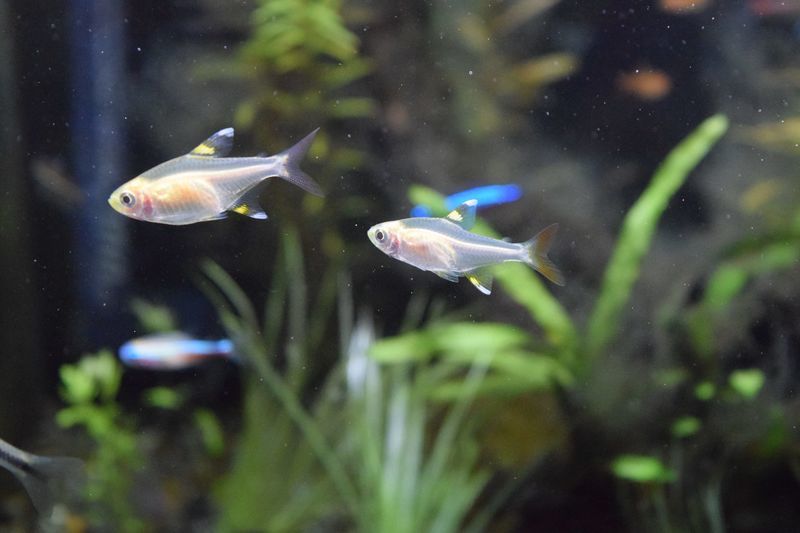 f:id:inarikue:20190203015244j:plain