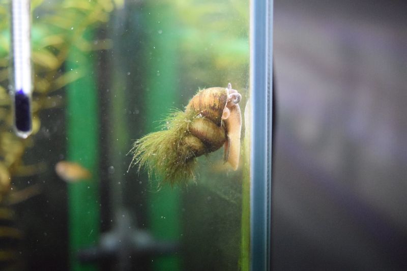 f:id:inarikue:20190203015300j:plain