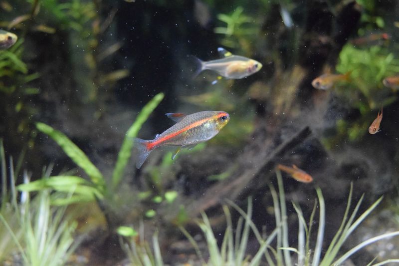 f:id:inarikue:20190203020553j:plain