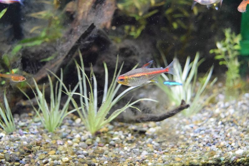 f:id:inarikue:20190203020610j:plain