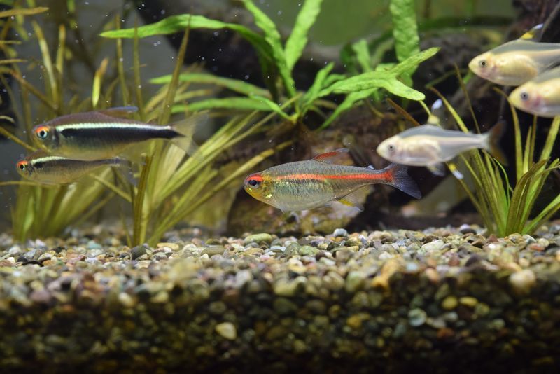 f:id:inarikue:20190203020627j:plain