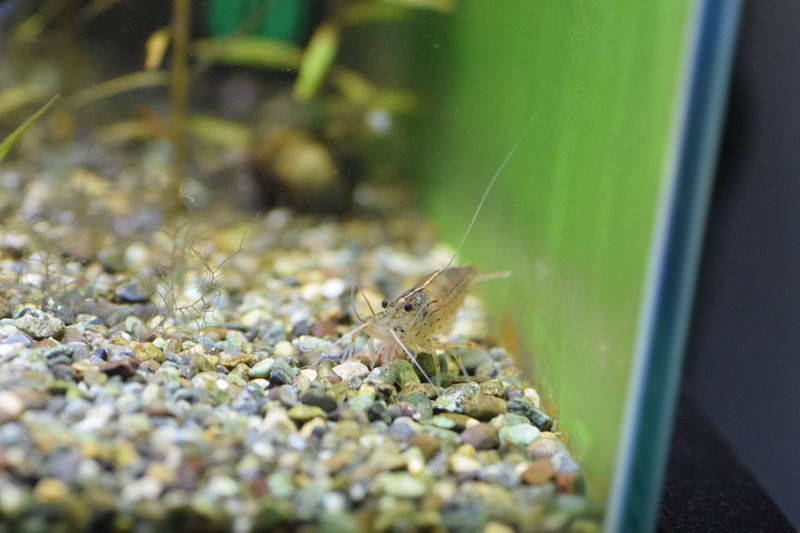 f:id:inarikue:20190203021542j:plain