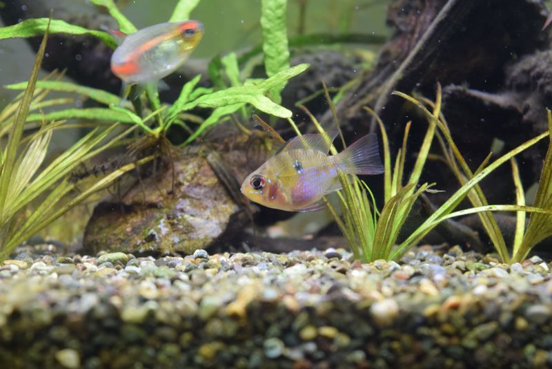 f:id:inarikue:20190203021559j:plain