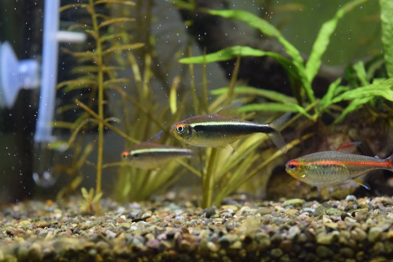 f:id:inarikue:20190203021609j:plain