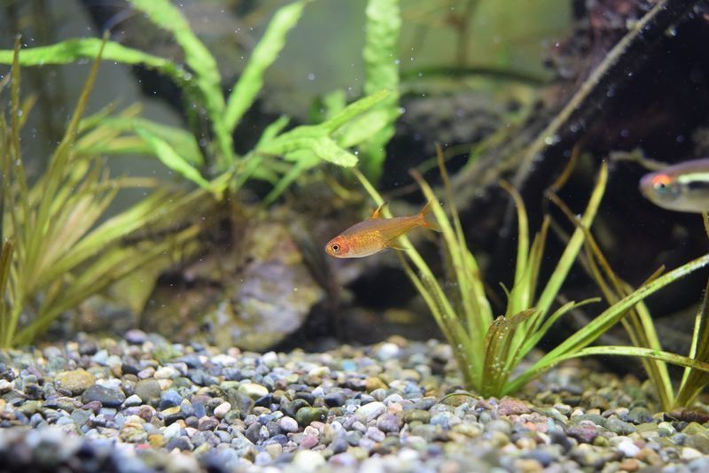 f:id:inarikue:20190203021618j:plain