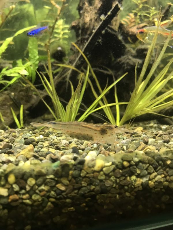 f:id:inarikue:20190203021829j:plain