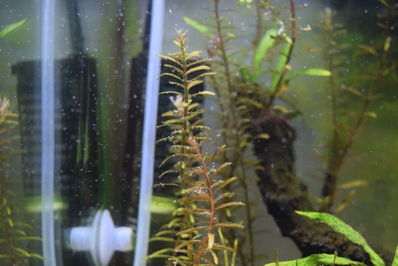 f:id:inarikue:20190203022801j:plain