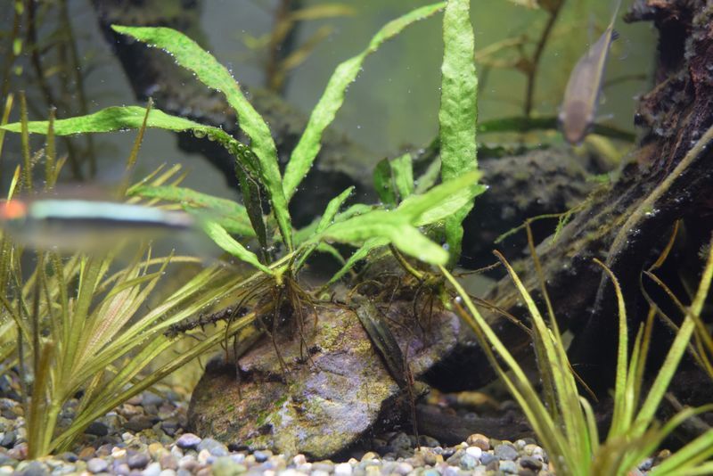 f:id:inarikue:20190203022812j:plain