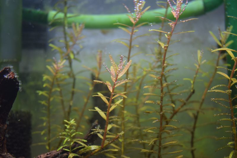 f:id:inarikue:20190203022823j:plain