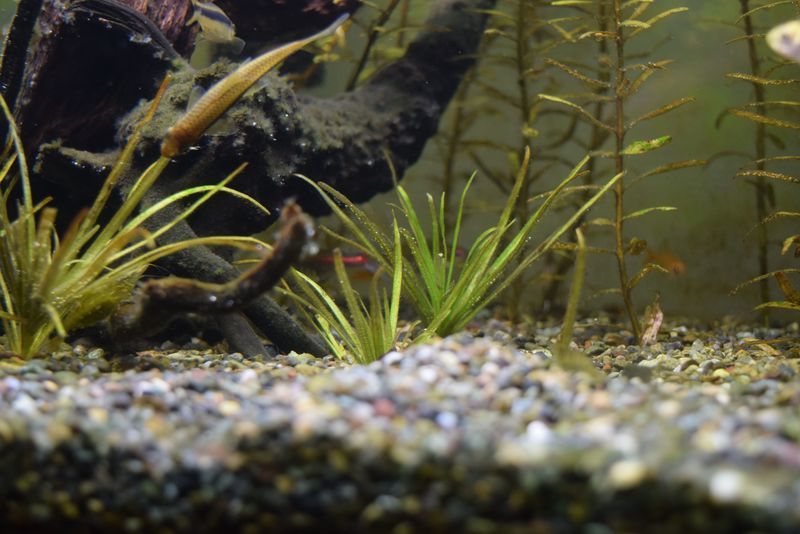 f:id:inarikue:20190203022833j:plain