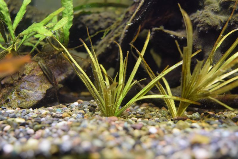 f:id:inarikue:20190203023000j:plain