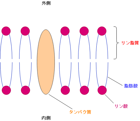 細胞膜とは何か 原形質流動って 生きるものに魅せられて