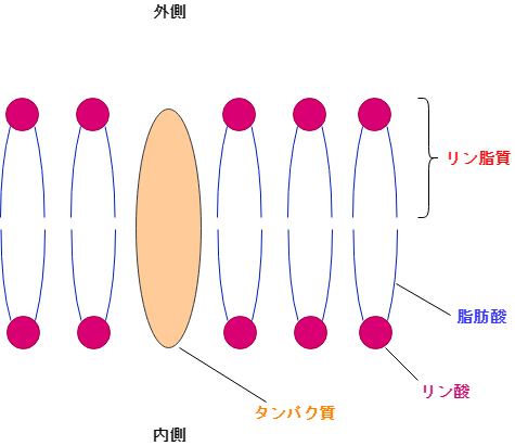 f:id:inarikue:20190305104018p:plain