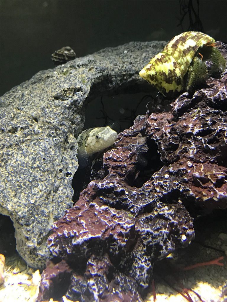 磯の生き物は楽しすぎる 19 03 06 海水水槽レポート 生きるものに魅せられて
