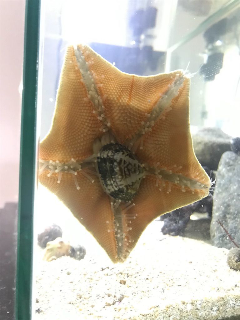 磯の生き物は楽しすぎる 19 03 06 海水水槽レポート 生きるものに魅せられて