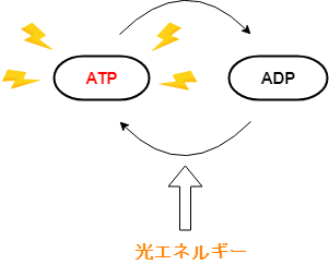 f:id:inarikue:20190307124341p:plain