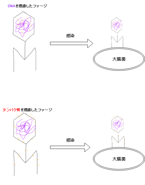 f:id:inarikue:20190319235301p:plain