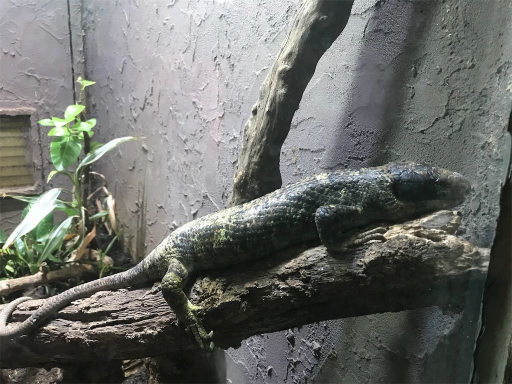 iZooに行ってきた その2 印象に残ったトカゲたち！ - 生きるものに魅せ