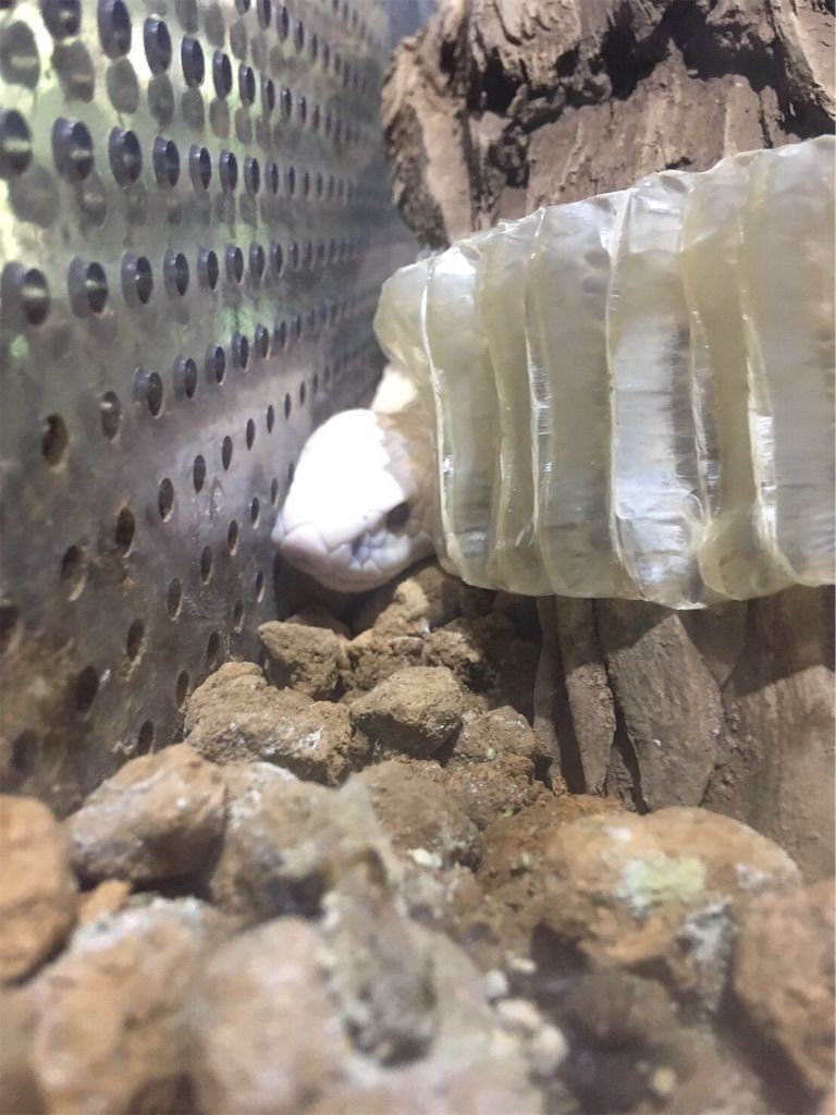 f:id:inarikue:20190326175327j:plain