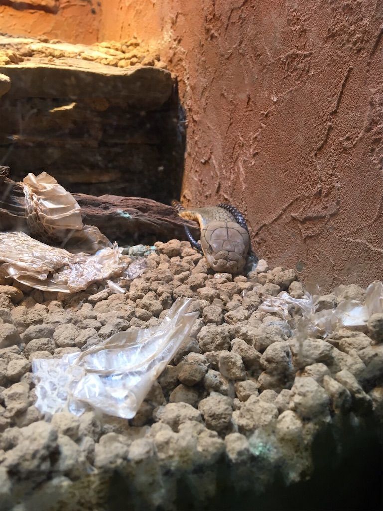 f:id:inarikue:20190326175335j:plain