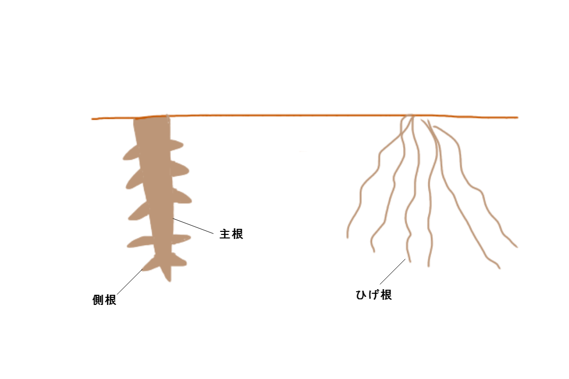 花はなぜ咲くのか？ 植物の基礎知識を復習！ - 生きるものに魅せられて