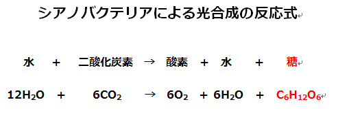 葉緑体を持たない生物の光合成とは 生きるものに魅せられて